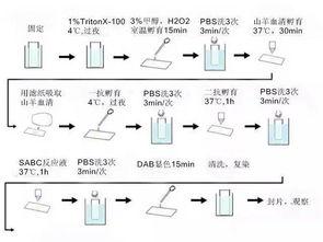 免疫组化视频,视频教程深度解读