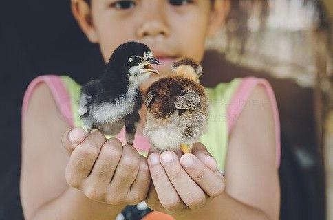 吃小男孩的小鸡视频,小鸡吞噬小男孩，真相令人胆寒