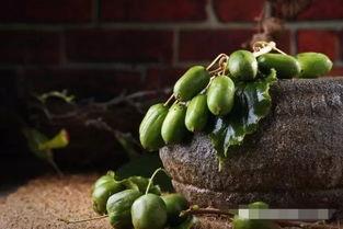 北方软枣种植技术视频