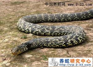 大王蛇视频,揭秘神秘巨蟒的生存奥秘与生态价值