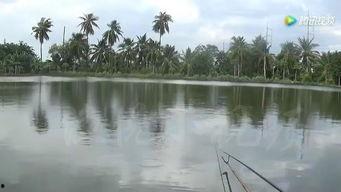 阀杆钓鱼视频,一杆在手，鱼儿尽收