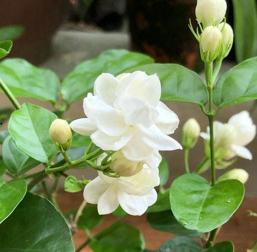 茉莉花视频,探寻花中仙子的魅力与传说