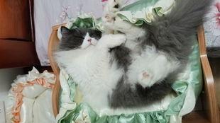 小猫的视频,小猫视频集锦