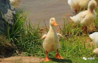 鸭解剖视频,深入解析家禽内部结构