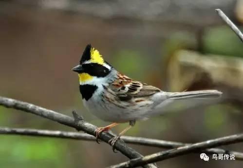 虎头凤鸟叫声视频,古老神鸟的神秘旋律