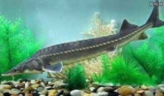 中华鲟鱼怎么杀视频,中华鲟鱼捕捞与宰杀过程揭秘