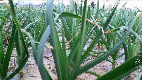 蒜农视频